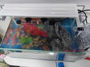 添悅魚(yú)缸新款超白生態(tài)玻璃缸家用客廳辦公室底部排水魚(yú)缸一體自循環(huán) 36CM缸【世外桃源套餐】+養魚(yú)大禮包 曬單實(shí)拍圖