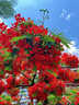 正宗鳳凰木樹(shù)苗開(kāi)紅花櫻樹(shù)苗藍花櫻大樹(shù)別墅庭院綠化盆栽地栽植物 紅花鳳凰木 5年苗【推薦種植 樹(shù)形優(yōu)美】送肥料 曬單實(shí)拍圖