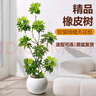 嘆為觀(guān)止 大型盆栽 單桿辮子發(fā)財樹(shù)天堂鳥(niǎo)綠蘿散尾葵辦公室內開(kāi)業(yè)喬遷禮品 造型鴨腳木1.6-1.8米【圓球盆】 含盆 曬單實(shí)拍圖
