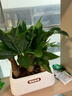 雙盟植物室內綠植盆栽花卉擺件三桿發(fā)財樹(shù)室內招財納福膠盆源頭直發(fā) 曬單實(shí)拍圖