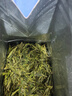 西湖牌2025新茶上市綠茶龍井茶葉 明前特級250g紙包春茶自飲送禮 曬單實(shí)拍圖