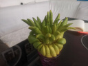 【大果超大果】金華佛手大佛手佛手果新鮮佛手柑鮮果清供觀賞聞香 【禮佛清供】1個(gè)大果400-500克 曬單實(shí)拍圖