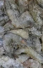 繽鮮 蝦 青島大蝦基圍蝦鮮活青蝦白蝦海蝦對蝦冰蝦凍蝦生鮮 蝦類(lèi)批發(fā) 鹽凍大蝦 3.6斤(凈重)  17-21cm【單只凍 特大蝦王】 曬單實(shí)拍圖
