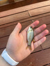 響貓小物餌料細研磨附鉤性釣魚小魚魚餌鳑鲏白條溪流釣小物釣粉餌 曬單實拍圖