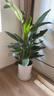 愛(ài)優(yōu)尚天堂鳥(niǎo)綠植盆栽客廳室內辦公室大型綠植好養凈化空氣源頭直發(fā) 曬單實(shí)拍圖