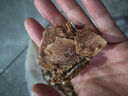 順豐原切純牛腱子肉黃牛肉新鮮生牛肉不調理散養黃牛腱子肉 【品質(zhì)】新鮮精選牛腱-5斤 【新鮮源頭直發(fā)】 曬單實(shí)拍圖