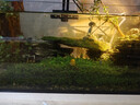 黃金螺活體寵物飼料除藻魚(yú)觀(guān)賞螺清潔魚(yú)缸吃魚(yú)糞便淡水專(zhuān)用工具螺 【活動(dòng)】黃金螺0.5cm3個(gè)/送2備損 曬單實(shí)拍圖
