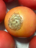 寧夏沙瓤西紅柿自然成熟生吃沙瓤水果番茄新鮮當季蔬菜生鮮 單果100克以上 5斤 凈重 曬單實(shí)拍圖