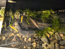 瘋狂水草溪流石溪流底沙溪流缸生態(tài)魚(yú)缸造景全套適合米家魚(yú)缸造景套餐一體 曬單實(shí)拍圖