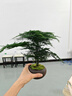 花行榜盆栽植物室內花卉盆景綠植 精品小文竹+舍得+底座+苔蘚源頭直發(fā) 曬單實(shí)拍圖