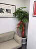 綠韻花田【兩小時(shí)達】步步高發(fā)財樹(shù)盆栽植物室內大型植物客廳開(kāi)業(yè)公司門(mén)口 單桿發(fā)財樹(shù)一對 曬單實(shí)拍圖