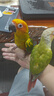 開(kāi)元 鸚鵡幼鳥(niǎo)奶粉手養雛鳥(niǎo)糧營(yíng)養粉面食虎皮玄風(fēng)鳥(niǎo)食飼料桶裝 750g 曬單實(shí)拍圖
