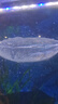 老牌漁場(chǎng)紅龍魚(yú)銀龍魚(yú)金龍魚(yú)或觀(guān)賞魚(yú)魚(yú)苗 一公一母【盲盒發(fā)貨】 曬單實(shí)拍圖