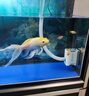 精品大型蘭壽金魚(yú)冷水觀(guān)賞魚(yú)苗熱帶淡水魚(yú)活體藍瘦大號 4-7cm蘭壽顏色隨機5條 曬單實(shí)拍圖