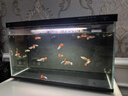 星幫尼二氧化氯泡騰片家用浴缸魚缸鮮花醒花專用除甲醛清潔魚用消毒片劑 曬單實拍圖