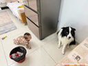 衛仕（NOURSE）膳食中大型犬糧 狗干糧 中大型犬全價(jià)狗糧 牛肉蔓越莓 15kg*1袋 曬單實(shí)拍圖