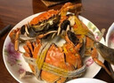 【活蟹】 陽(yáng)澄姑娘大閘蟹 現(xiàn)貨鮮活特大螃蟹 海鮮水產(chǎn)生鮮禮盒裝 公4.5-4.8兩母3.5-3.8兩8只 曬單實(shí)拍圖