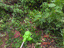 閑鳥(niǎo)電動(dòng)割草機打草機除草機充電式大功率草坪修剪機農用續航強割灌機 128VF【兩電30包】無(wú)刷感大功率 家用鋰電充電除草工具神器剪草機 曬單實(shí)拍圖