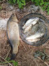 谷蜀香醉魚(yú)藥特效暈魚(yú)i劑魚(yú)用麻醉專(zhuān)用江河野釣魚(yú)清塘魚(yú)藥一塘清醉魚(yú)靈 一瓶裝【強效暈魚(yú)】 曬單實(shí)拍圖