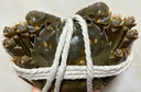 【活蟹】澄湖掌柜大閘蟹 鮮活大螃蟹公蟹可全母 海鮮水產(chǎn)生鮮禮盒 公4.5-4.8母3.5-3.8兩 四對(duì)8只 蘇州精品大閘蟹 曬單實(shí)拍圖