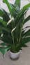 【熱銷款】白掌一帆風(fēng)順盆栽水培植物室內(nèi)花綠植紅掌發(fā)財(cái)樹吸甲醛 【店主推薦】特級白掌6-8株帶花+早安盆+營養(yǎng)液 曬單實(shí)拍圖