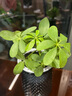 懶人水培綠植九里香綠蘿文竹室內易養凈化空氣花卉盆栽植物花卉 鴨腳木1顆【不含盆】土培水培皆可10-15cm 曬單實(shí)拍圖