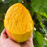 【新鮮上市】正宗攀枝花凱特芒果新鮮水果 帶箱2斤200g+ 曬單實(shí)拍圖