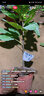 JOCBO【德國】洗潔精水槽按壓器皂液器廚房洗菜盆水池用延長器 槍灰皂液器【升級置物架】 曬單實拍圖