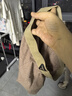 貓人【A類一等品】男士?jī)?nèi)褲男純棉透氣高端輕奢平角褲10A抑菌2025新品 曬單實(shí)拍圖