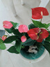 紅掌水培盆栽室內(nèi)易養(yǎng)水生花卉白掌綠植一帆風(fēng)順客廳觀花植物粉掌 紅掌1顆（不含其他） 整體高度（28-35cm） 曬單實(shí)拍圖