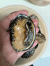 金唐鮮凍大鮑魚凈重500g/ 10頭鮑 帶殼鮑魚肉 貝類海鮮生鮮火鍋燒食材 曬單實拍圖