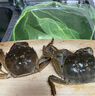 [鮮活凈重]大閘蟹殘蟹螃蟹公母特大滿(mǎn)黃滿(mǎn)膏鮮活到家性?xún)r(jià)比超高 4兩左右公配3兩左右母1.5斤約6只 曬單實(shí)拍圖