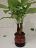 發(fā)財(cái)樹(shù)盆栽室內(nèi)植物客廳吸甲醛好養(yǎng)小盆景四季常青辦公室花卉綠植 3桿發(fā)財(cái)樹(shù)+高端財(cái)字盆+肥料【高20-25cm】 曬單實(shí)拍圖