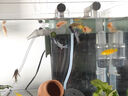 BIOZYM百因美魚(yú)糧小型魚(yú)飼料觀(guān)賞魚(yú)魚(yú)糧熱帶魚(yú)魚(yú)食螺旋藻貼片110g 曬單實(shí)拍圖