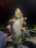 川澤錘頭尾夜光漂咬鉤變色高靈敏超亮醒目電子漂野釣魚(yú)漂鯽鯉鰱鳙浮漂 升級(jí)硬尾PJ04【野釣綜合】鉛2.2g 【咬鉤變色】加粗醒目尾 曬單實(shí)拍圖