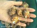 老蟹將花螺鮮活速凍特大號花螺海鮮水產(chǎn)冷凍東風(fēng)螺特大花螺貝類中秋送禮 包鮮無沙大號2斤 1000g (25-40頭/斤) 曬單實拍圖