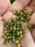 果麥森十斤綠豆紅豆東北農家綠豆新貨大粒新鮮原材料糕芽東北散裝批發(fā) 凈重：2斤綠豆 曬單實(shí)拍圖