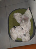 耐吉斯鮮肉Pro夾心凍干狗糧1.5kg*4包成犬幼犬益生菌鴨肉梨淚痕管理 曬單實(shí)拍圖