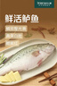 鮮活沖浪大鱸魚600-750g/條 曬單實(shí)拍圖