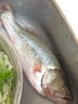 鮮活鱸魚(yú)400-500g/條 曬單實(shí)拍圖