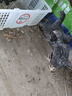二斤重純種黑蘆花雞活苗正宗半大汶上蘆花雞苗脫溫土雞苗小雞活苗 4-5兩重黑蘆花 10只【2公8母】 曬單實(shí)拍圖