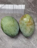 趣嘗鮮 攀枝花凱特芒2粒裝 大果 單果600g+  源頭直發(fā) 一件包郵 曬單實拍圖