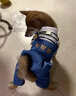 阿莫爾狗狗衣服秋冬款可牽引四腳背帶褲泰迪比熊博美小型犬寵物貓咪服裝 藍(lán)色【可牽引】 XXL(建議13-17斤參考胸圍背長) 曬單實(shí)拍圖