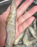京鮮港 厄瓜多爾白蝦凈重3斤加大號45-60只/盒大蝦鹽凍家庭聚餐燒烤 曬單實(shí)拍圖