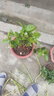 茉莉花苗盆栽帶花苞九里香老樁花卉植物室內濃香四季開(kāi)花好養 大份茉莉花【4-6顆】花苞飽滿(mǎn) 曬單實(shí)拍圖