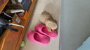 果粒之星純種灰泰迪泰迪幼犬小型犬貴賓犬寵物狗活體小狗 寵物級 香檳色 曬單實(shí)拍圖