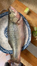 鮮活沖浪河鱸魚(yú)400-500g/條 曬單實(shí)拍圖
