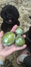 無籽青檸檬鮮果泰國塔希提皮薄多汁小青檸批發(fā)奶茶店 皮薄多汁3-5個(gè)凈重225克+ 【一級(jí)好果】 曬單實(shí)拍圖