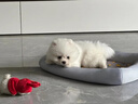 蒂瑞科純種博美犬寵物狗狗活體幼崽博美幼犬純種俊介犬狗仔活物小奶狗 寵物級 曬單實(shí)拍圖