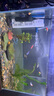 三湖慈鯛魚(yú)黑線(xiàn)王子活體中小型耐養易活熱帶觀(guān)賞魚(yú)淡水魚(yú) 2.5-3cm慈鯛隨機5條送1條備損 曬單實(shí)拍圖